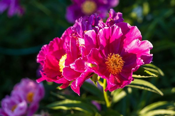 Sauvegarder l'environnement lors d'une croisière aux Caraïbes
